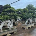 Large Dragon Root Ficus Bonsai
