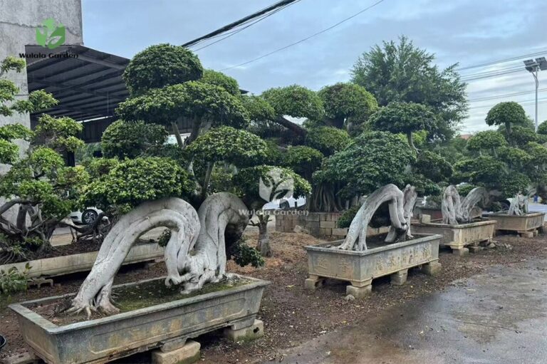 Large Dragon Root Ficus Bonsai