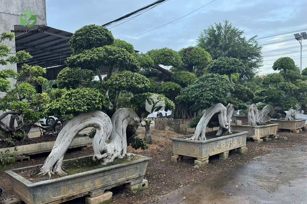 Large Dragon Root Ficus Bonsai