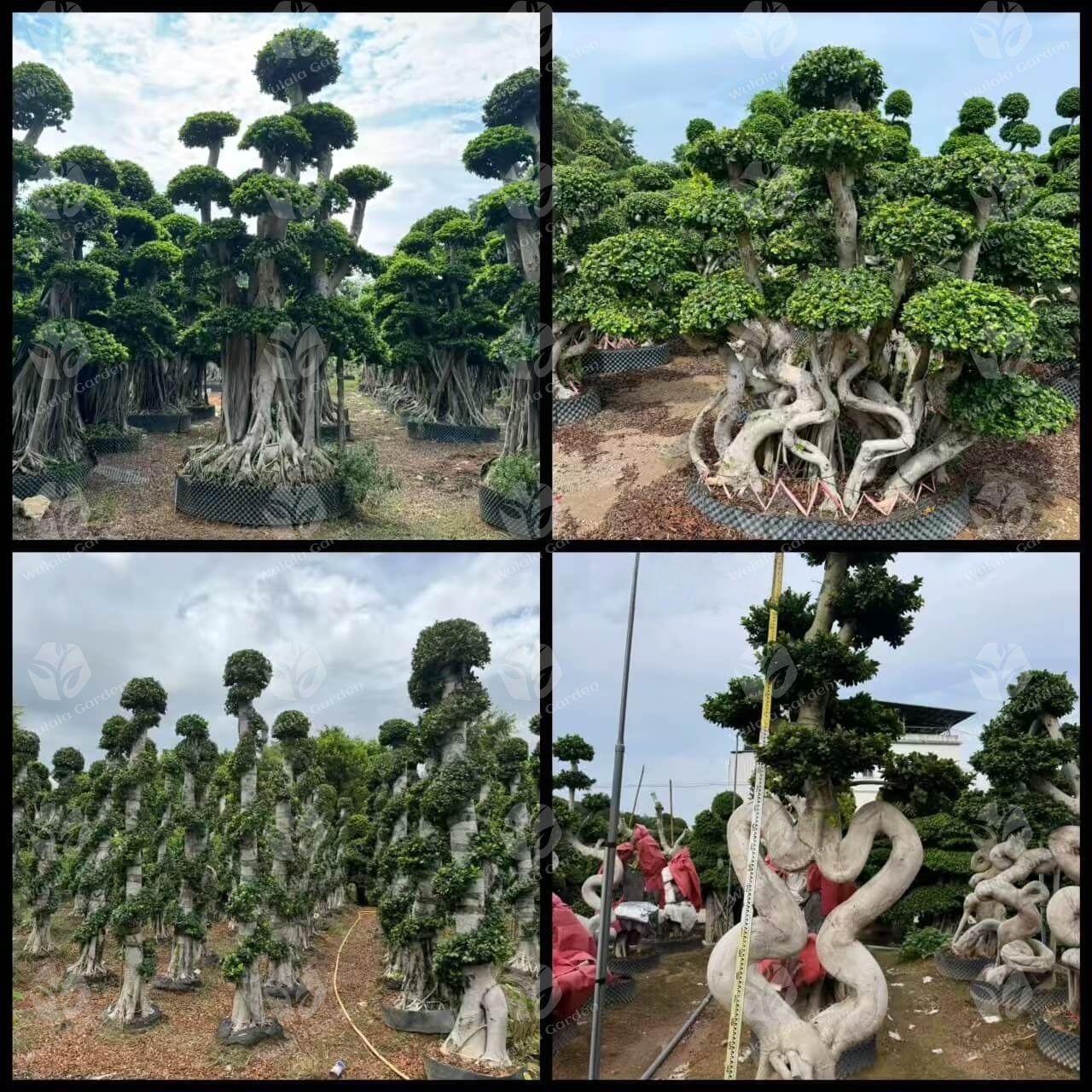 Dwarf Root