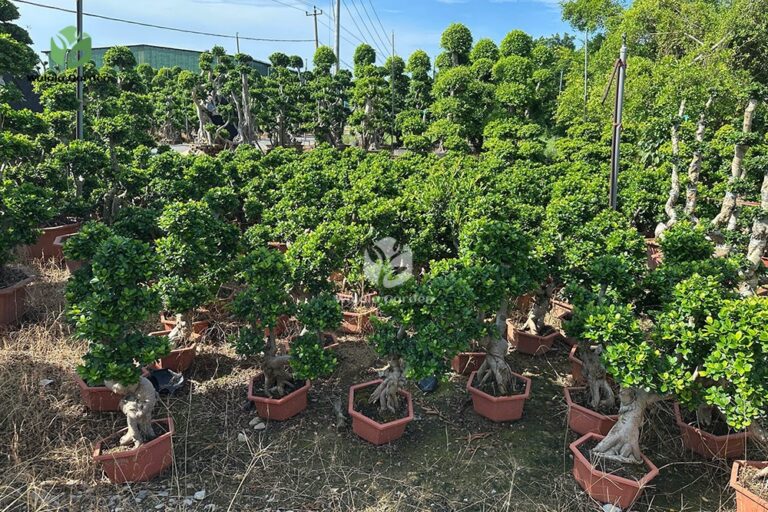 Dwarf Root Ficus Bonsai (1)