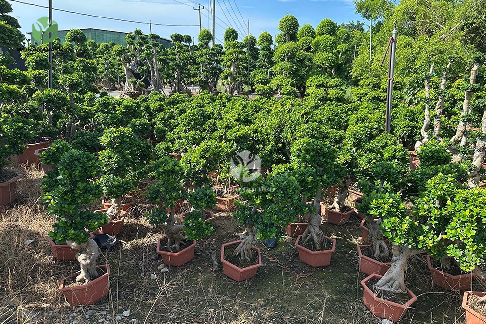 Dwarf Root Ficus Bonsai (1)