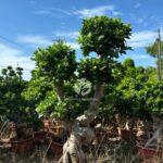 Dwarf Root Ficus Bonsai (2)