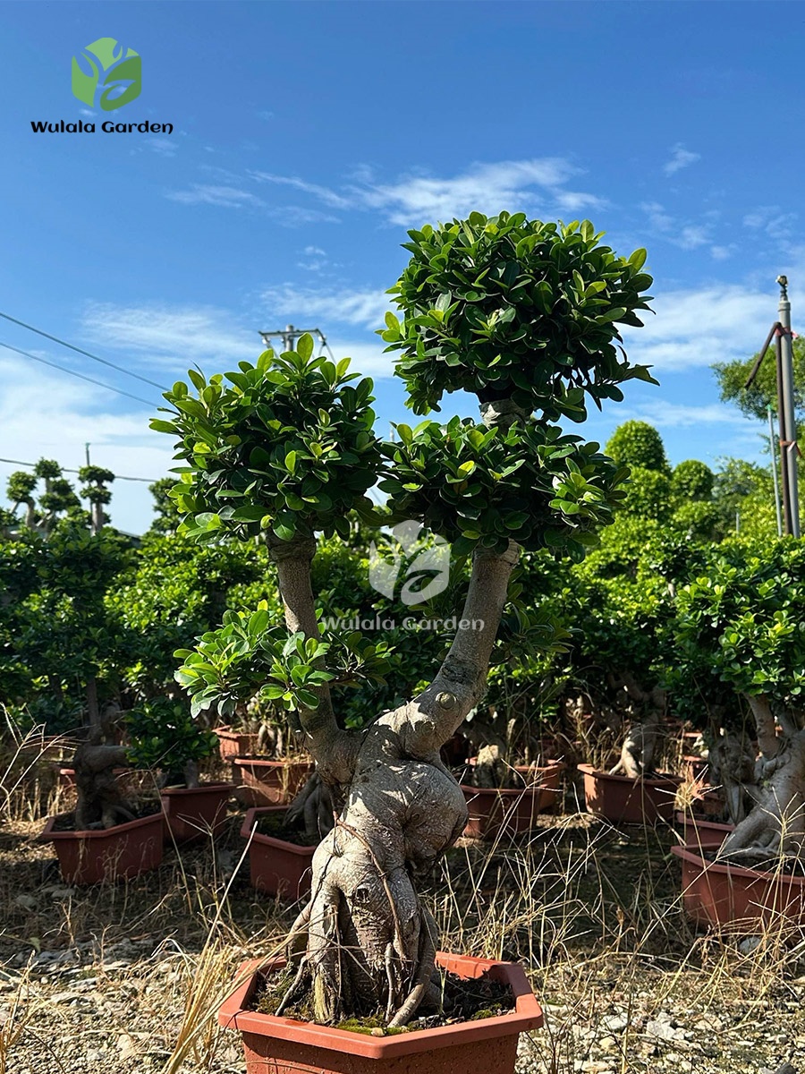 Dwarf Root Ficus Bonsai (2)