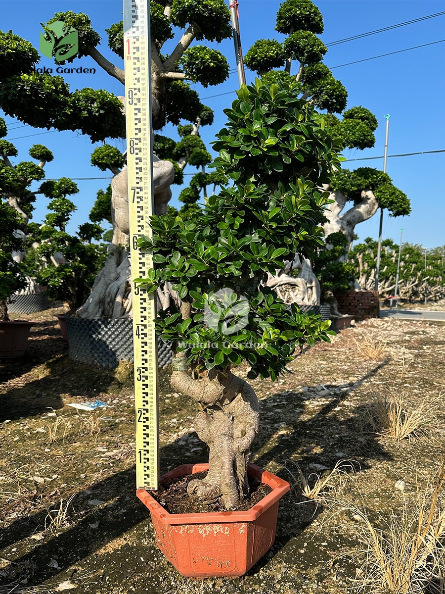 Dwarf Root Ficus Bonsai (3)
