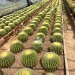 Echinocactus Grusonii (1)