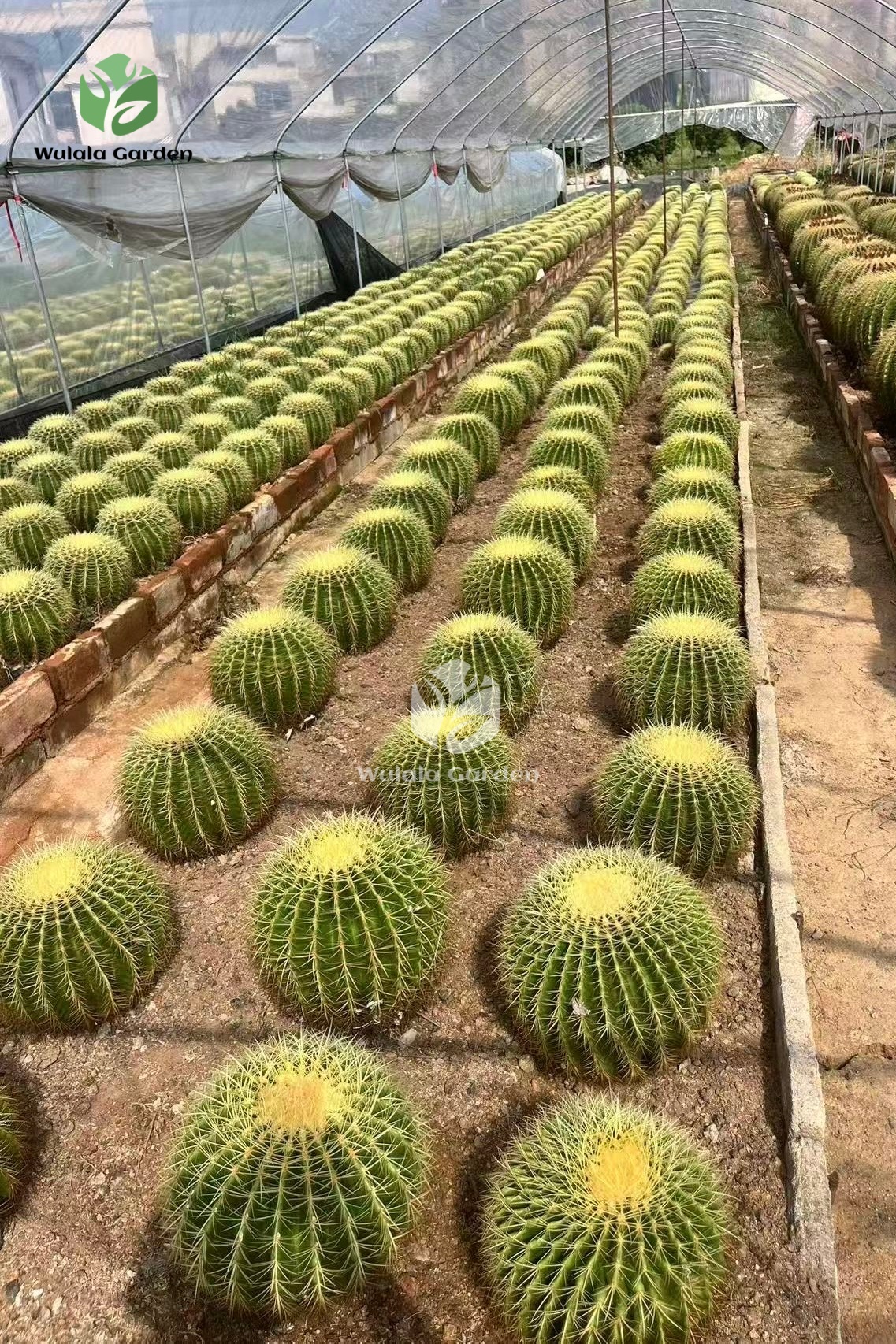 Echinocactus Grusonii (1)
