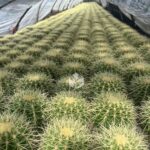 Echinocactus Grusonii (2)