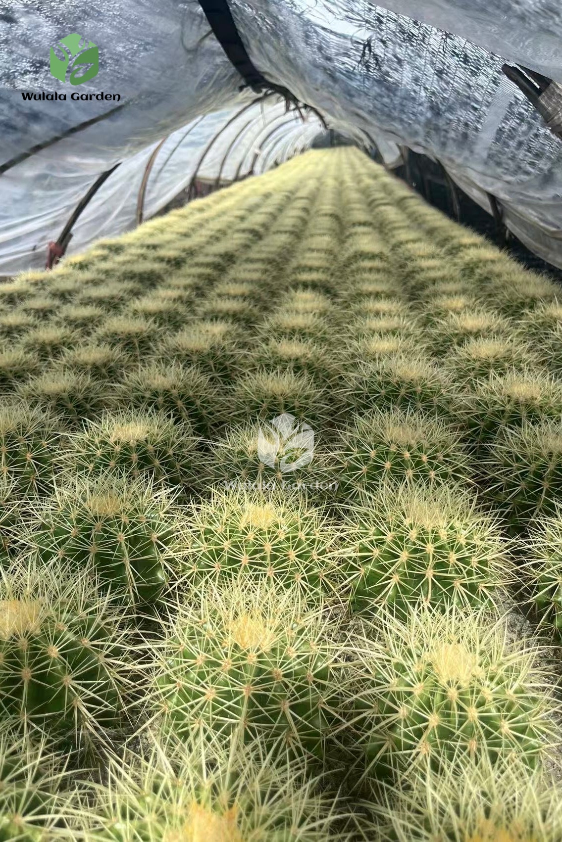 Echinocactus Grusonii (2)