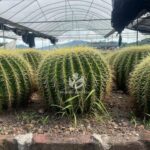 Echinocactus Grusonii (3)