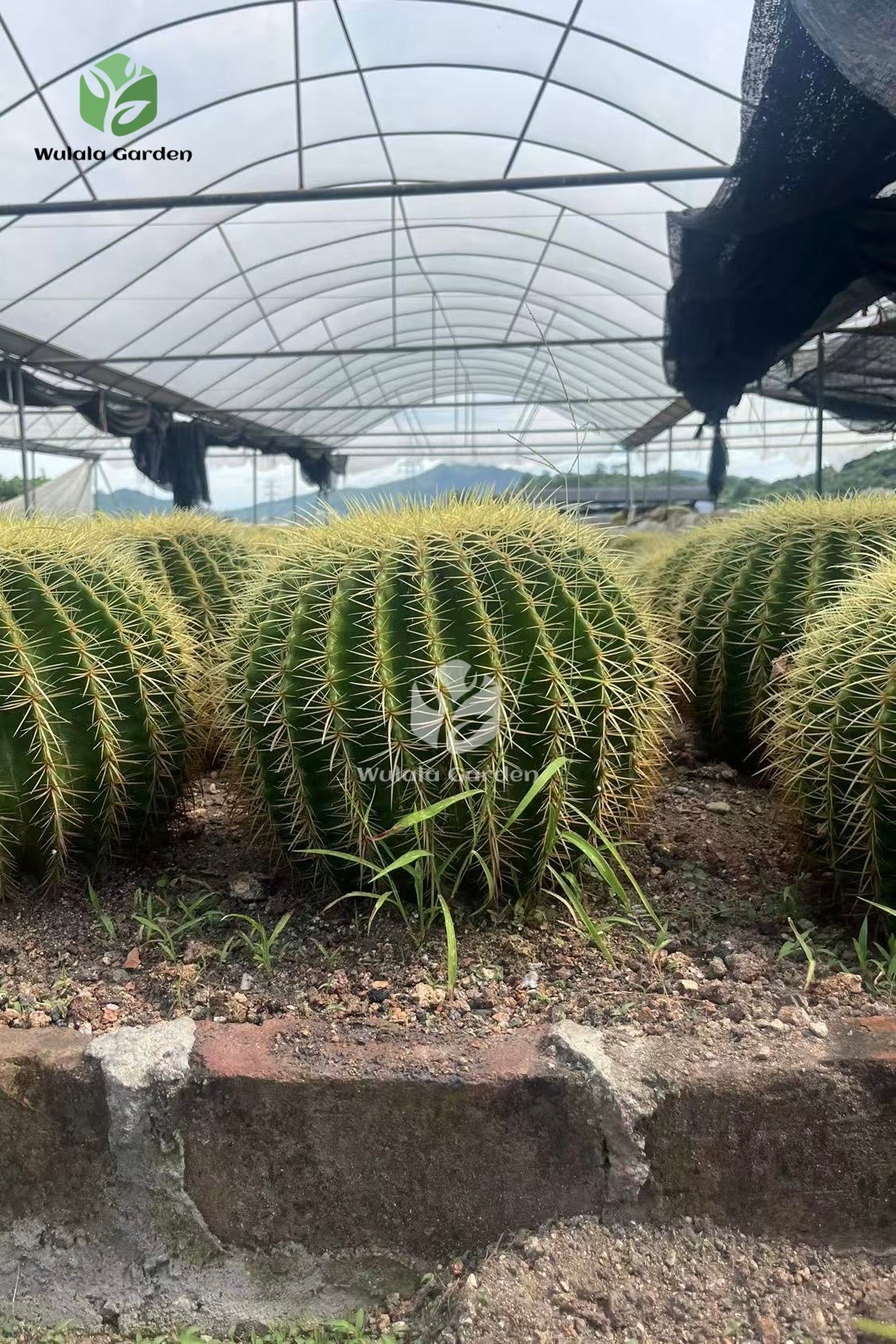 Echinocactus Grusonii (3)