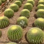 Echinocactus Grusonii (4)