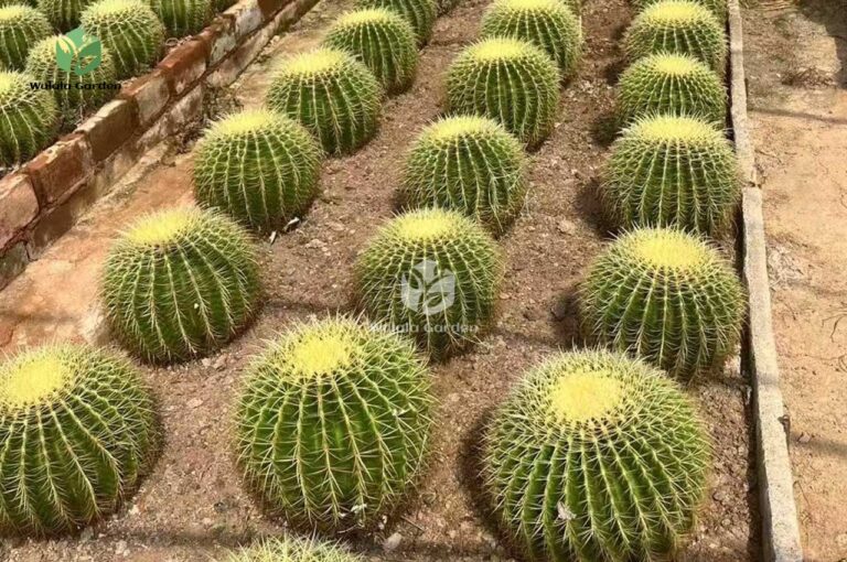 Echinocactus Grusonii (4)
