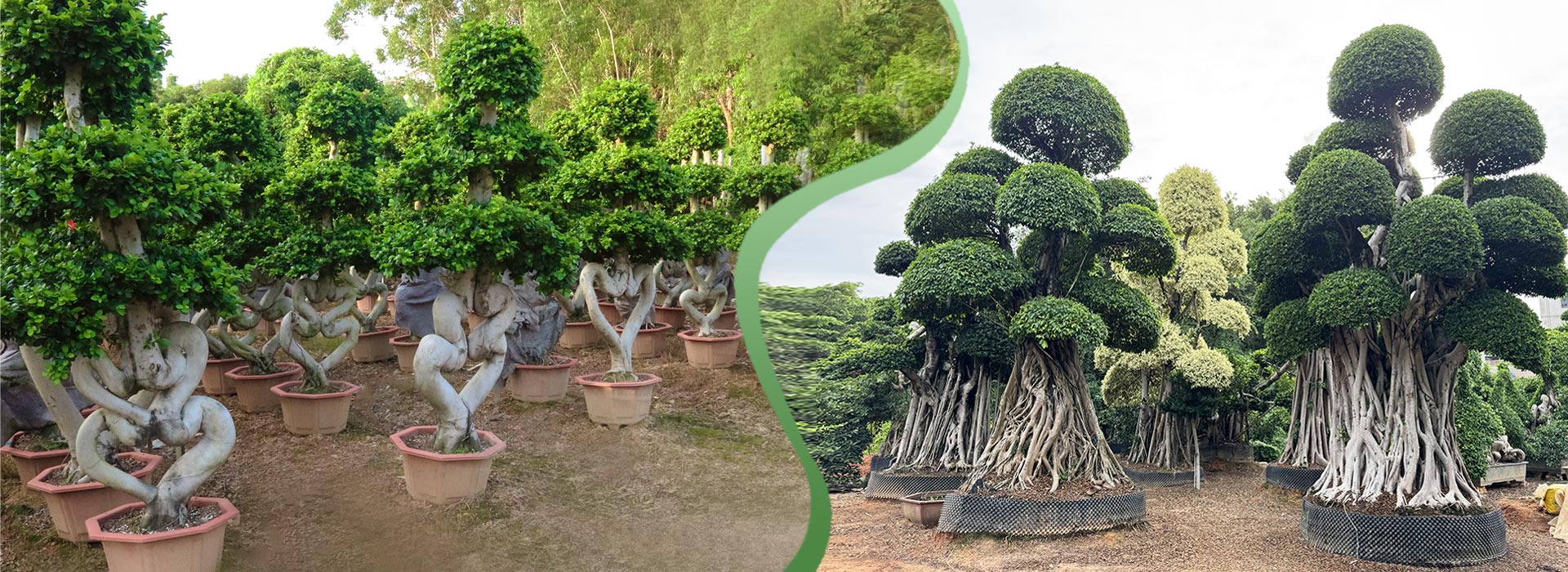Ficus Series