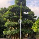 Forest Ficus Microcarpa (1)