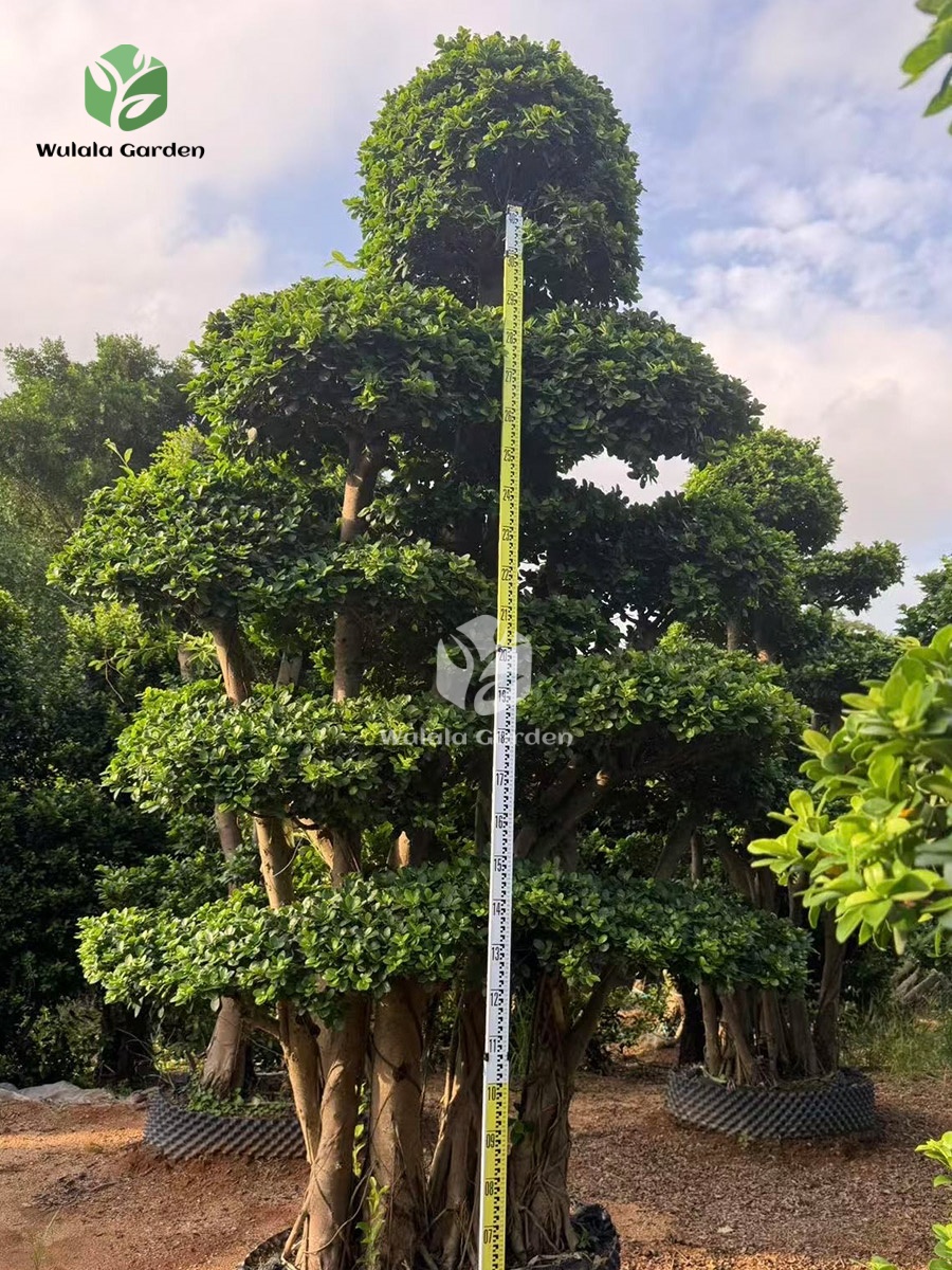 Forest Ficus Microcarpa (1)