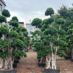 Forest Ficus Microcarpa