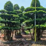 Forest Ficus Microcarpa (2)
