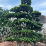 Forest Ficus Microcarpa (3)