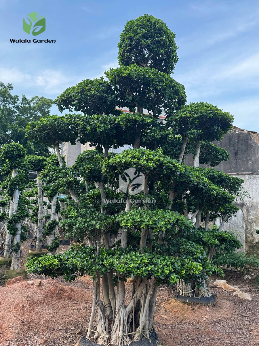 Forest Ficus Microcarpa (3)