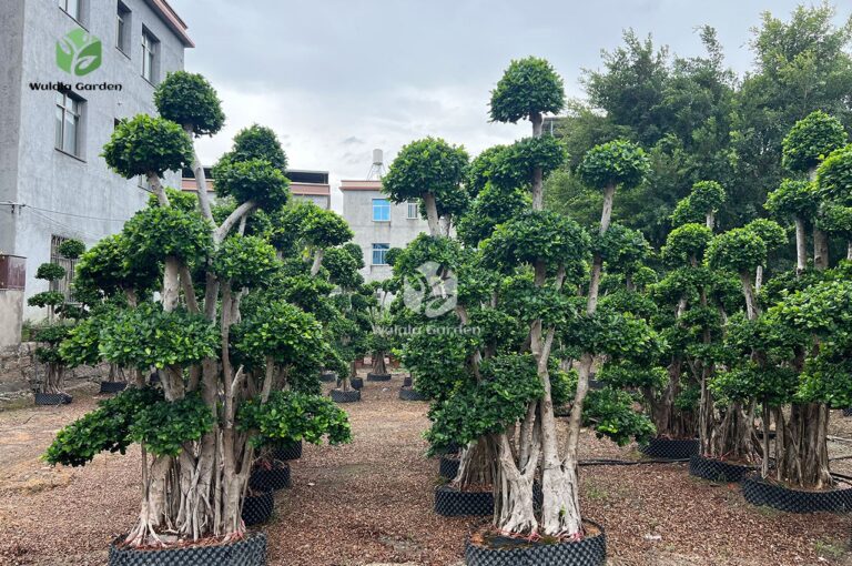 Forest Ficus Microcarpa