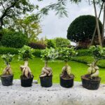 Ginseng Ficus (2)