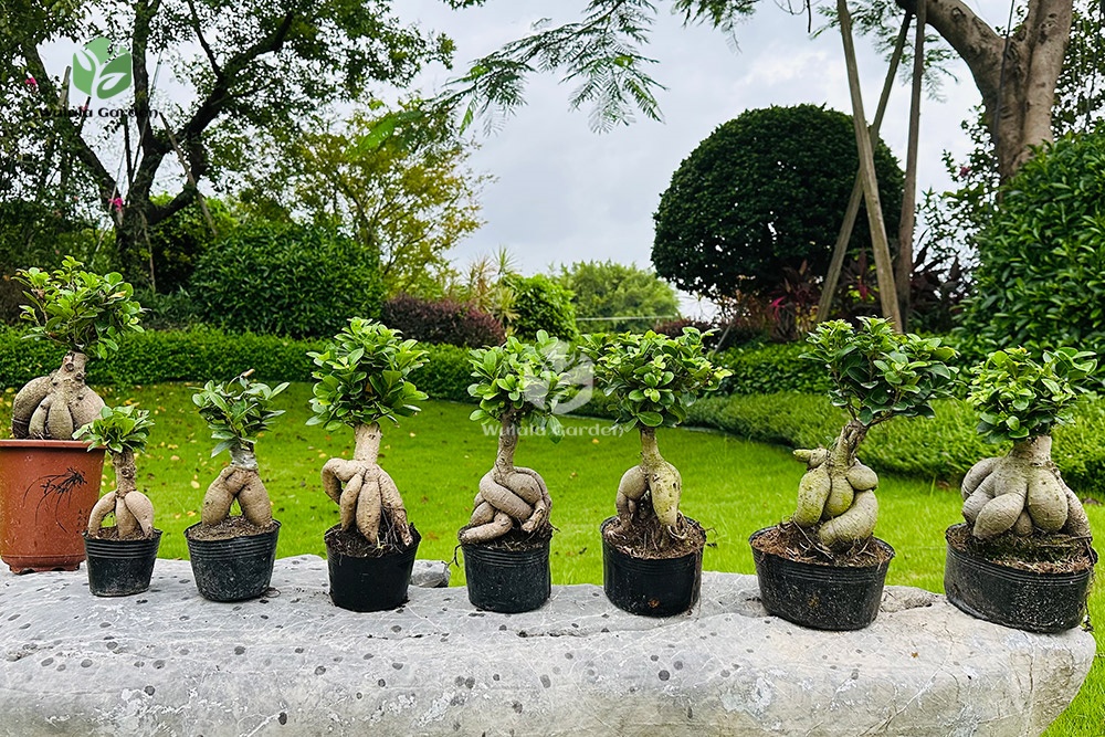 Ginseng Ficus (2) Ginseng Ficus (2)