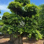 Golden Ficus Bonsai (1)