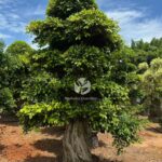Golden Ficus Bonsai (2)