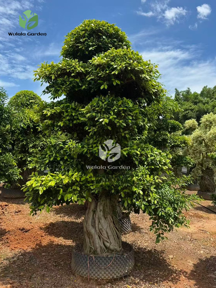 Golden Ficus Bonsai (2)