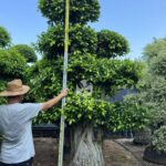 Golden Ficus Bonsai (3)