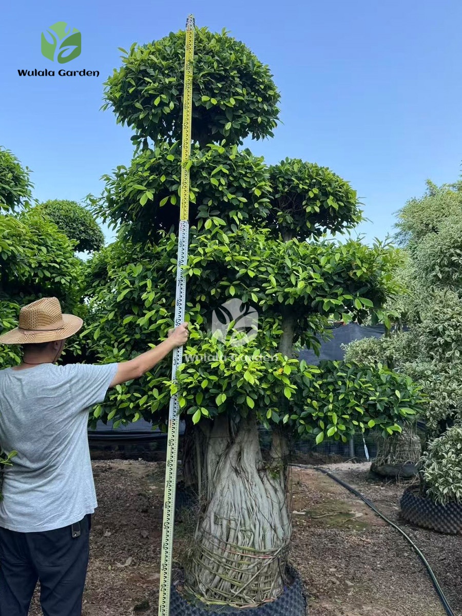 Golden Ficus Bonsai (3)