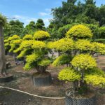 Golden Ligustrum Topiary Tree (2)
