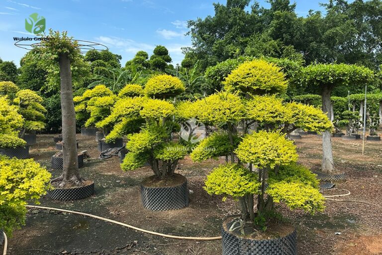 Golden Ligustrum Topiary Tree (2)