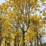 Golden Trumpet Tree (1)