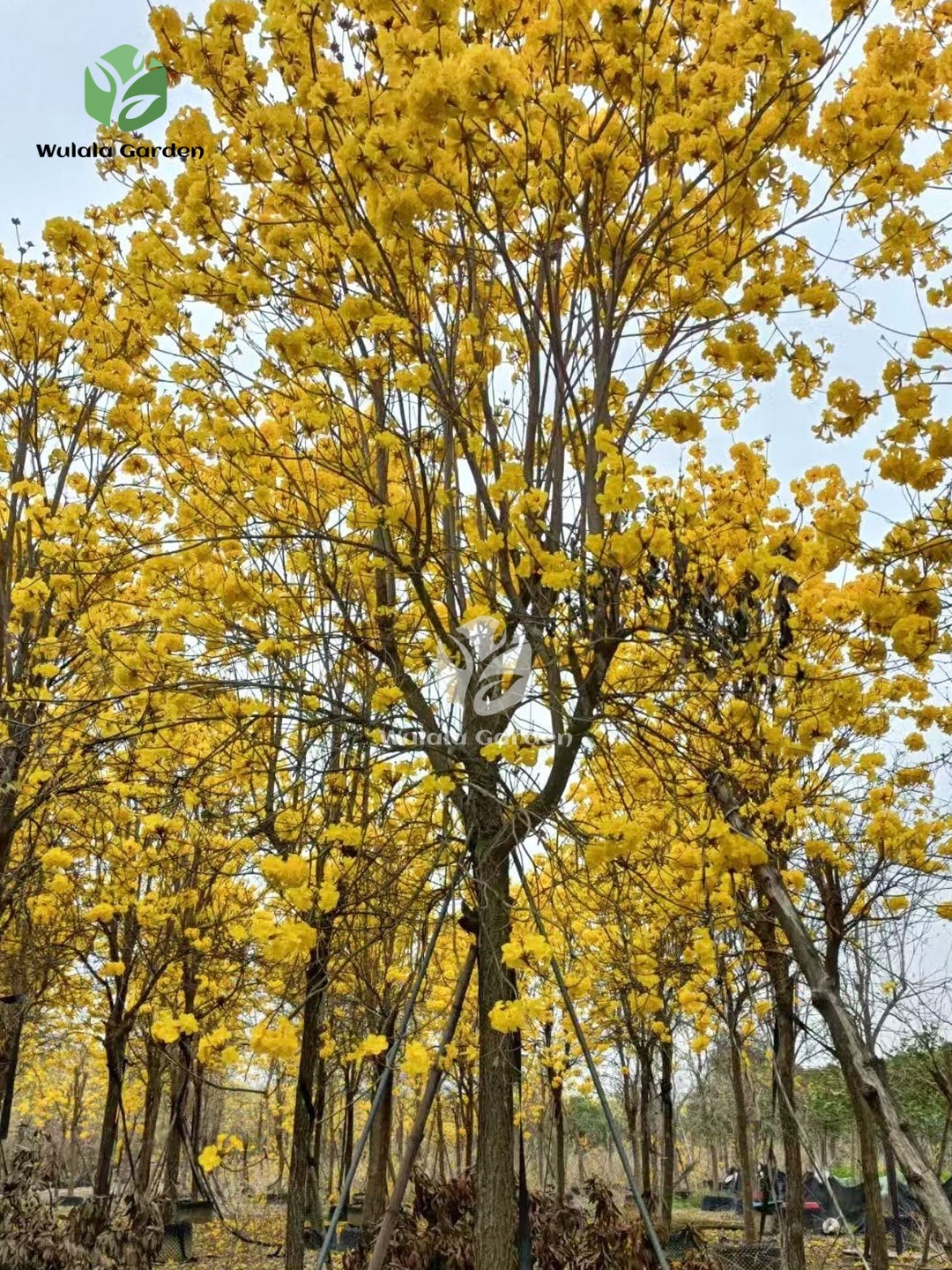 Golden Trumpet Tree (1)