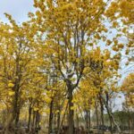 Golden Trumpet Tree (3)