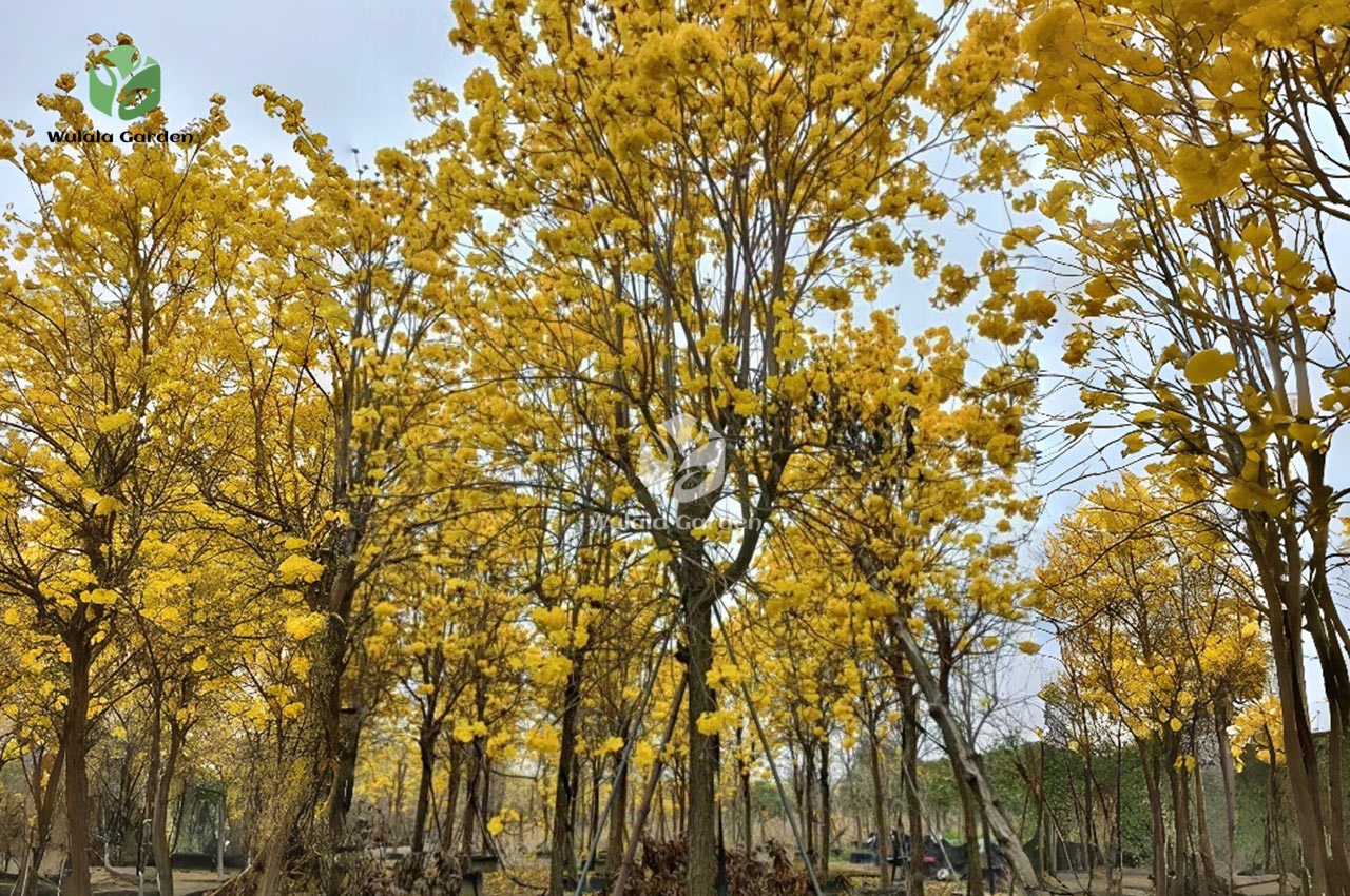 Golden Trumpet Tree (3) Golden Trumpet Tree (3)