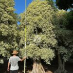 Golden Variegated Bonsai Tree (1)