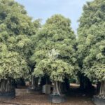 Golden Variegated Bonsai Tree