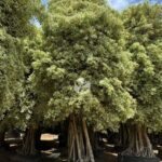 Golden Variegated Bonsai Tree (3)