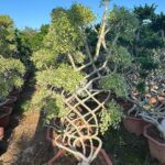 Golden Variegated Ficus Bonsai – Net Shape Raised Roots