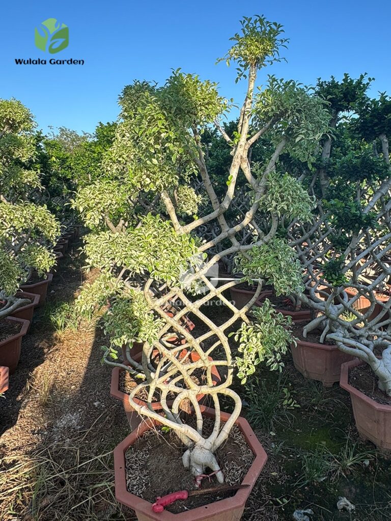 Golden Variegated Ficus Bonsai – Net Shape Raised Roots