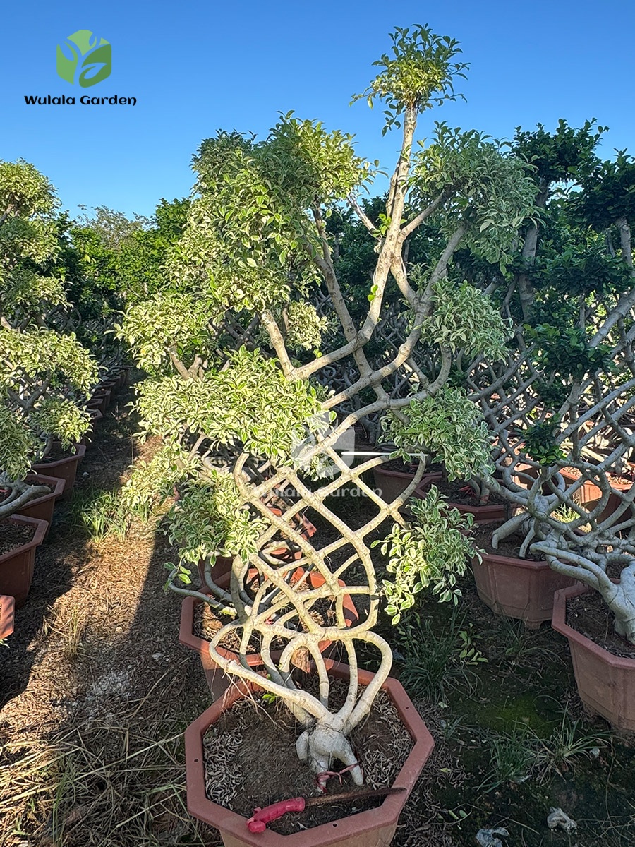Golden Variegated Ficus Bonsai – Net Shape Raised Roots