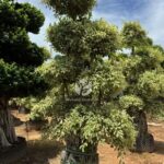Golden Variegated Ficus With Elevated Roots (1)