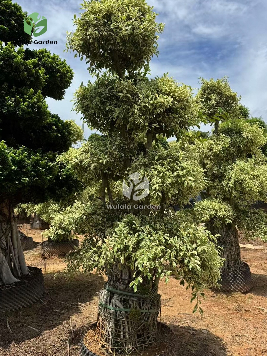 Golden Variegated Ficus With Elevated Roots (1)