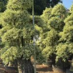Golden Variegated Ficus With Elevated Roots (2)