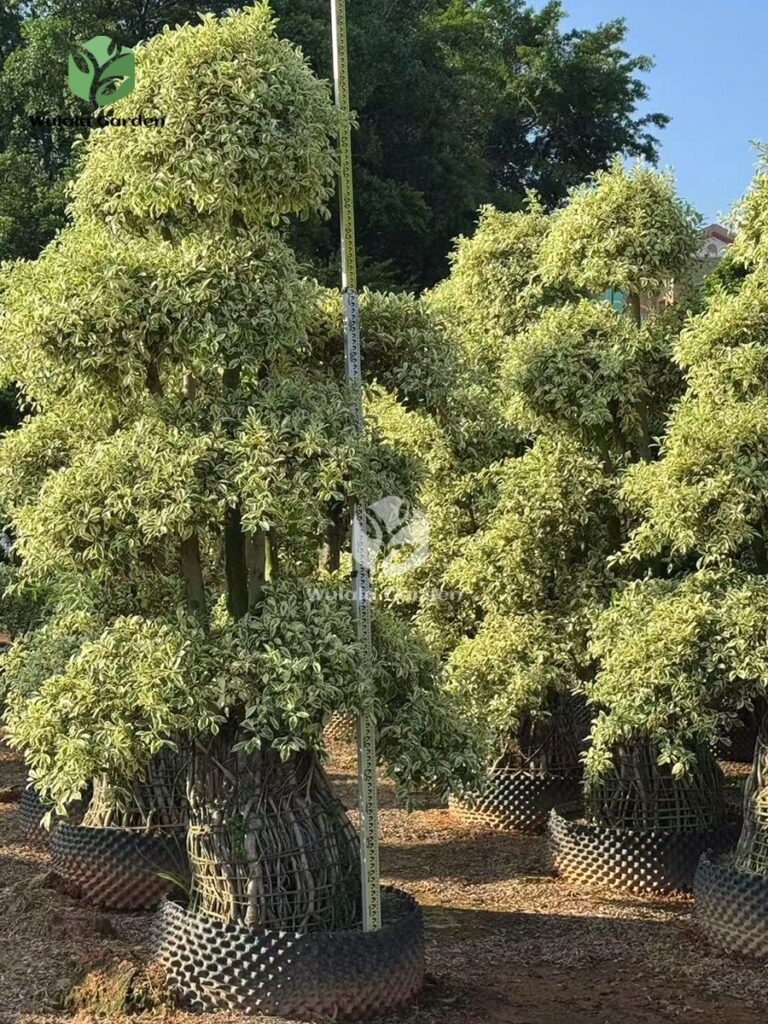 Golden Variegated Ficus With Elevated Roots (2)