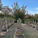 Lagerstroemia Indica (2)