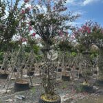 Lagerstroemia Indica (3)